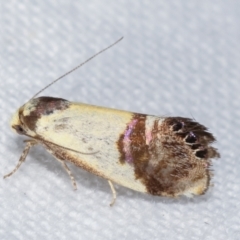 Eupselia satrapella and similar species (An Hypertrophid moth) at Melba, ACT - 5 Jan 2021 by kasiaaus