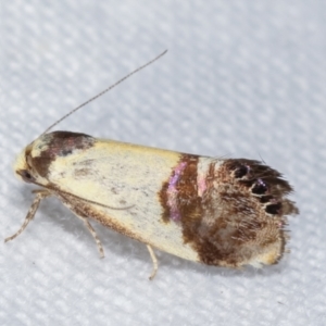 Eupselia satrapella and similar species at Melba, ACT - 5 Jan 2021