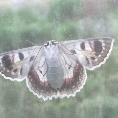 Crypsiphona ocultaria (Red-lined Looper Moth) at Cook, ACT - 17 Jan 2021 by drakes