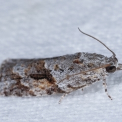 Acropolitis rudisana at Melba, ACT - 5 Jan 2021 10:54 PM