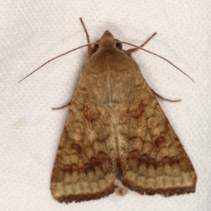 Helicoverpa (genus) at Melba, ACT - 5 Jan 2021 10:58 PM