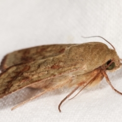 Helicoverpa (genus) at Melba, ACT - 5 Jan 2021 10:58 PM