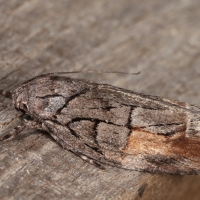 Illidgea epigramma (A Gelechioid moth) at Melba, ACT - 5 Jan 2021 by kasiaaus