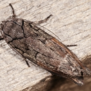 Illidgea epigramma at Melba, ACT - 5 Jan 2021