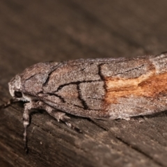 Illidgea epigramma (A Gelechioid moth) at Melba, ACT - 5 Jan 2021 by kasiaaus