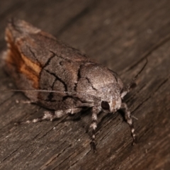 Illidgea epigramma at Melba, ACT - 5 Jan 2021 11:00 PM