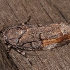 Illidgea epigramma at Melba, ACT - 5 Jan 2021 11:00 PM