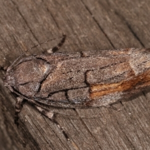 Illidgea epigramma at Melba, ACT - 5 Jan 2021 11:00 PM