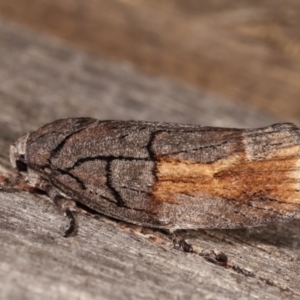 Illidgea epigramma at Melba, ACT - 5 Jan 2021 11:00 PM