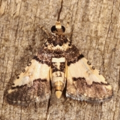 Nacoleia mesochlora (Pied Crambid) at Melba, ACT - 5 Jan 2021 by kasiaaus