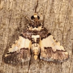 Nacoleia mesochlora at Melba, ACT - 5 Jan 2021 11:20 PM