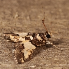 Nacoleia mesochlora at Melba, ACT - 5 Jan 2021