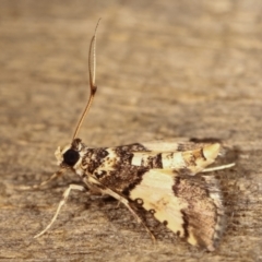 Nacoleia mesochlora at Melba, ACT - 5 Jan 2021