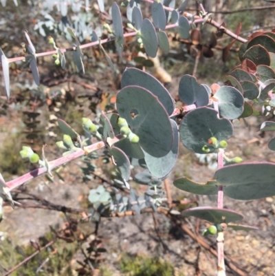 Eucalyptus pulverulenta (Silver-leaved mountain gum) at Bredbo, NSW - 30 Dec 2020 by Hank