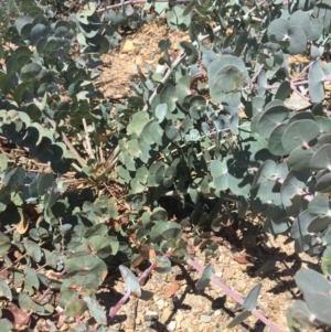 Eucalyptus pulverulenta at Bredbo, NSW - 30 Dec 2020