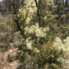 Bursaria spinosa (Native Blackthorn, Sweet Bursaria) at Peak View, NSW - 30 Dec 2020 by Hank