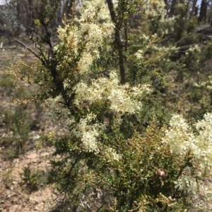 Bursaria spinosa at Peak View, NSW - 30 Dec 2020