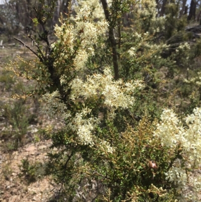 Bursaria spinosa (Native Blackthorn, Sweet Bursaria) at Peak View, NSW - 30 Dec 2020 by Hank