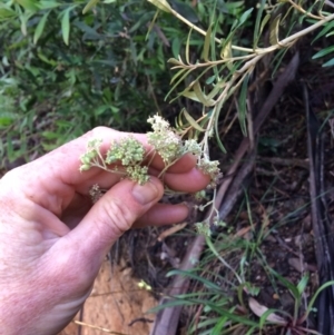 Astrotricha ledifolia at Cotter River, ACT - 7 Jan 2021