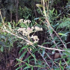 Astrotricha ledifolia at Cotter River, ACT - 7 Jan 2021