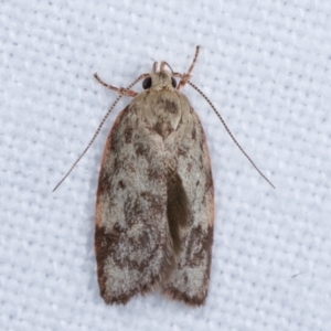 Garrha phoenopis at Melba, ACT - 5 Jan 2021 11:03 PM