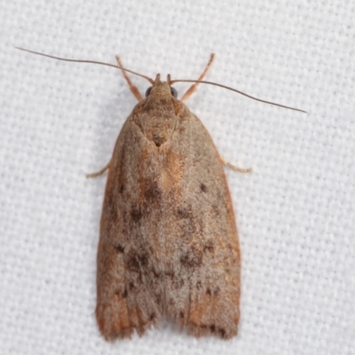 Heliocausta undescribed species (A Concealer moth (Wingia group)) at Melba, ACT - 5 Jan 2021 by kasiaaus