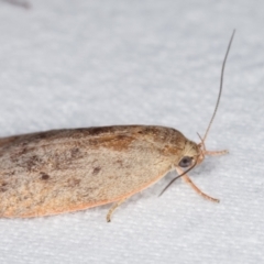 Heliocausta undescribed species at Melba, ACT - 5 Jan 2021 11:05 PM