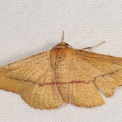 Aglaopus pyrrhata (Leaf Moth) at Melba, ACT - 5 Jan 2021 by kasiaaus