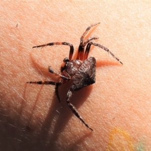 Dolophones sp. (genus) at Paddys River, ACT - 17 Jan 2021 02:41 PM