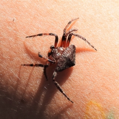 Dolophones sp. (genus) (Wrap-around spider) at Paddys River, ACT - 17 Jan 2021 by JohnBundock