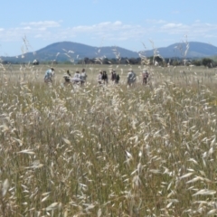 Avena (genus) (Wild Oats) at Hume, ACT - 8 Nov 2020 by MichaelBedingfield