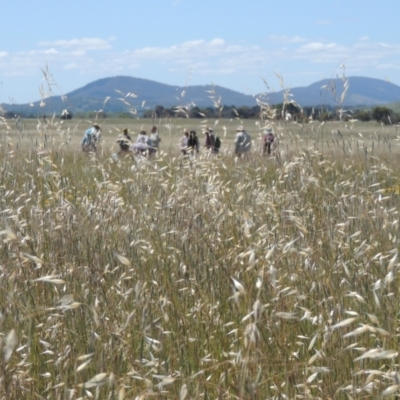 Avena (genus) (Wild Oats) at Hume, ACT - 8 Nov 2020 by MichaelBedingfield
