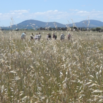 Avena sp. (Wild Oats) at Jerrabomberra Grassland - 8 Nov 2020 by michaelb