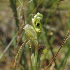 Hymenochilus bicolor (Black-tip Greenhood) at Hume, ACT - 8 Nov 2020 by michaelb