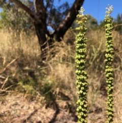 Reseda luteola (Weld) at Jerrabomberra Wetlands - 16 Jan 2021 by DebK