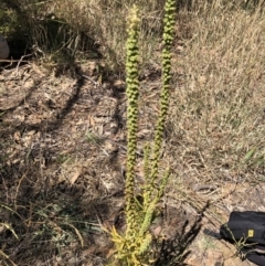 Reseda luteola at Fyshwick, ACT - 16 Jan 2021 11:10 AM