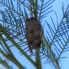 Clania ignobilis (Faggot Case Moth) at Red Hill Nature Reserve - 17 Jan 2021 by JackyF