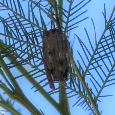 Clania ignobilis (Faggot Case Moth) at Deakin, ACT - 17 Jan 2021 by JackyF