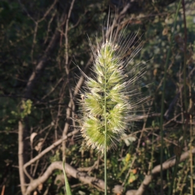 Cynosurus echinatus (Rough Dog's Tail Grass) at Conder, ACT - 30 Nov 2020 by MichaelBedingfield