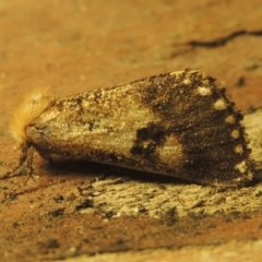 Epicoma contristis (Yellow-spotted Epicoma Moth) at Point Hut to Tharwa - 16 Jan 2021 by michaelb
