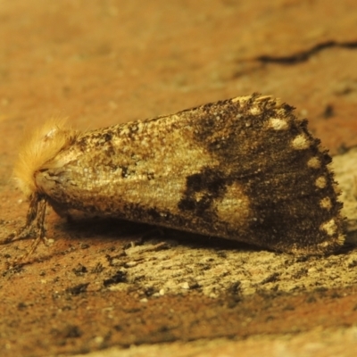 Epicoma contristis (Yellow-spotted Epicoma Moth) at Paddys River, ACT - 16 Jan 2021 by MichaelBedingfield