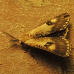 Epicoma contristis at Paddys River, ACT - 16 Jan 2021