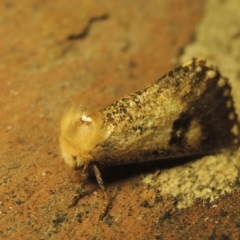 Epicoma contristis at Paddys River, ACT - 16 Jan 2021