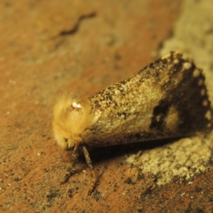 Epicoma contristis at Paddys River, ACT - 16 Jan 2021