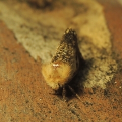 Epicoma contristis at Paddys River, ACT - 16 Jan 2021