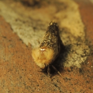 Epicoma contristis at Paddys River, ACT - 16 Jan 2021