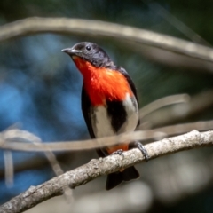 Dicaeum hirundinaceum (Mistletoebird) at Woodstock Nature Reserve - 17 Jan 2021 by trevsci