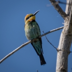 Merops ornatus (Rainbow Bee-eater) at Coree, ACT - 16 Jan 2021 by trevsci
