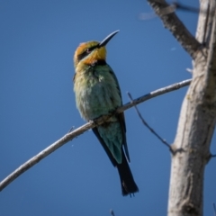 Merops ornatus (Rainbow Bee-eater) at Coree, ACT - 17 Jan 2021 by trevsci