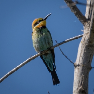 Merops ornatus (Rainbow Bee-eater) at Coree, ACT - 17 Jan 2021 by trevsci